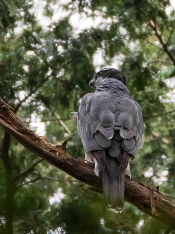 Sat, 3/20/2021 Birding report at Shakujii Park