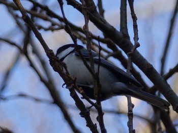 シジュウカラ 秋ヶ瀬公園 2017年2月8日(水)