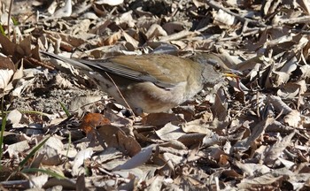 シロハラ 秋ヶ瀬公園 2017年2月8日(水)