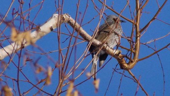 ヒヨドリ 福井ふたば公園(札幌市西区) 2021年1月24日(日)