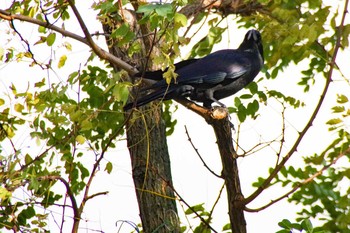 ハシブトガラス 福井ふたば公園(札幌市西区) 2020年11月2日(月)