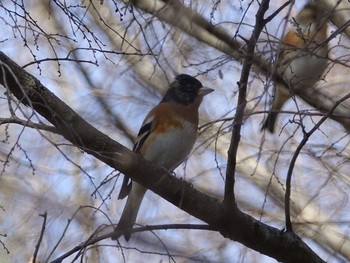 Brambling Akigase Park Wed, 2/8/2017