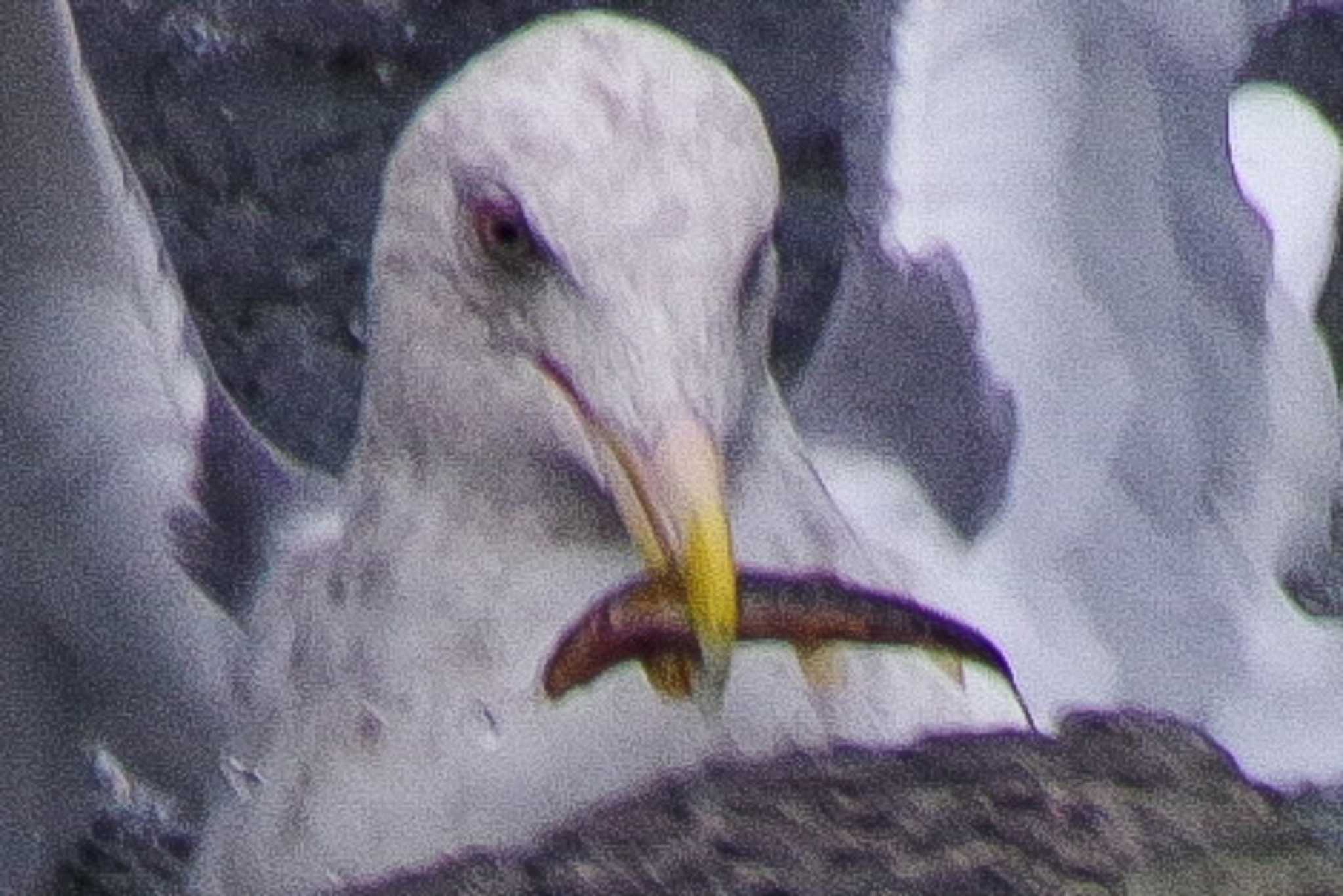 Slaty-backed Gull