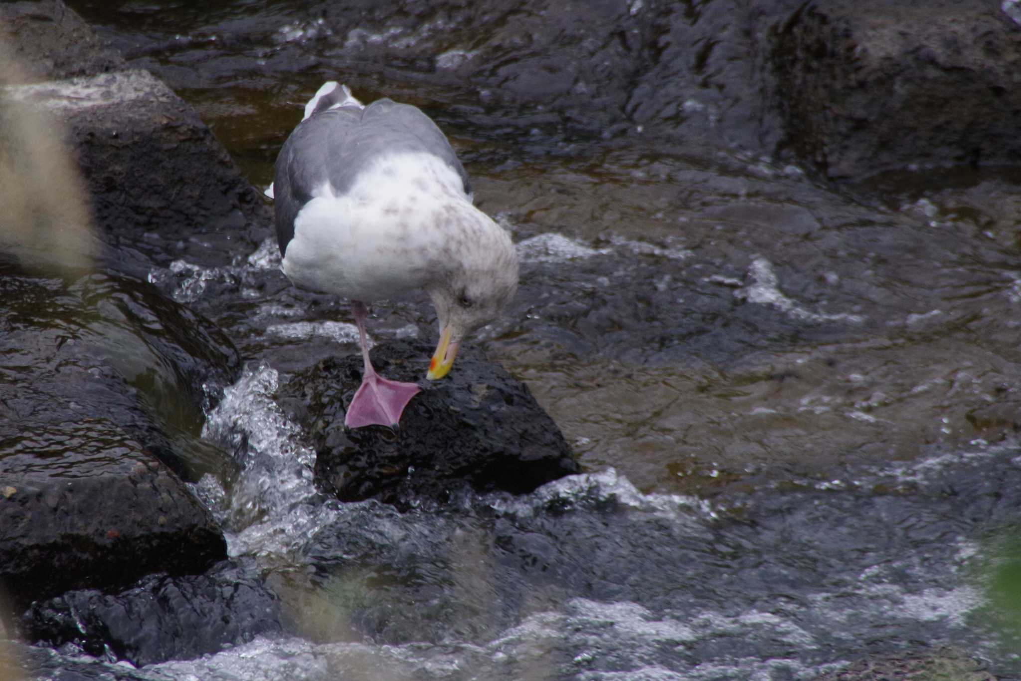 Slaty-backed Gull