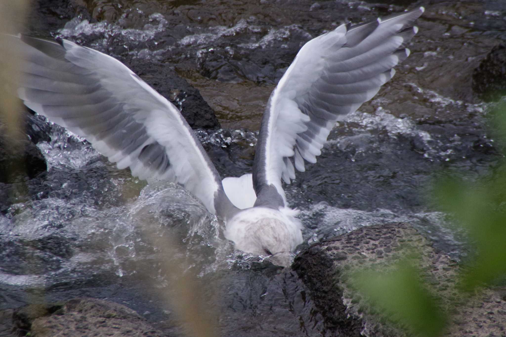 Photo of Slaty-backed Gull at 発寒川公園(札幌市西区) by 98_Ark (98ｱｰｸ)