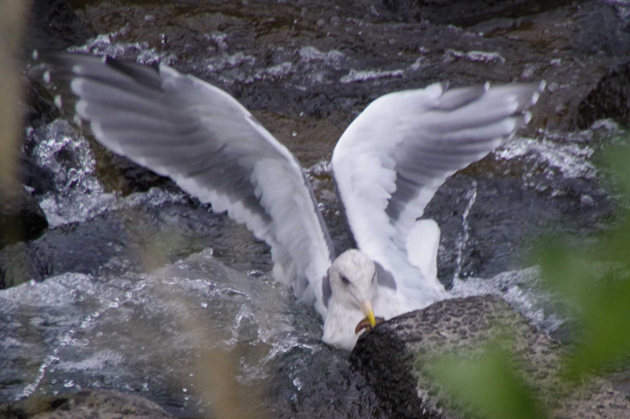 Slaty-backed Gull