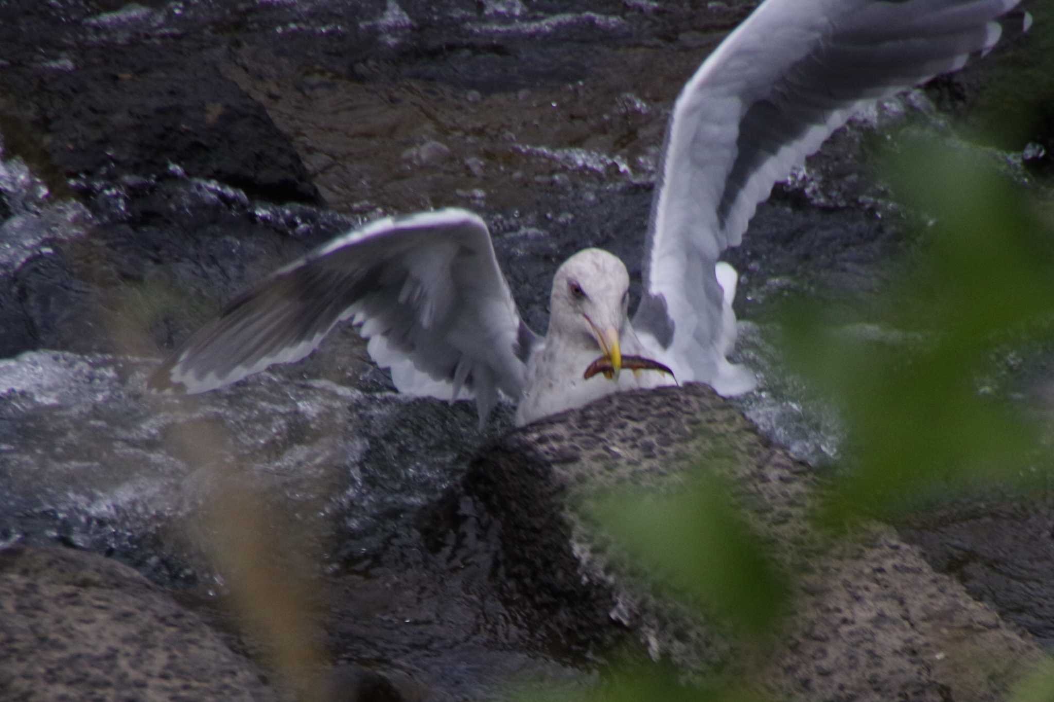 Photo of Slaty-backed Gull at 発寒川公園(札幌市西区) by 98_Ark (98ｱｰｸ)