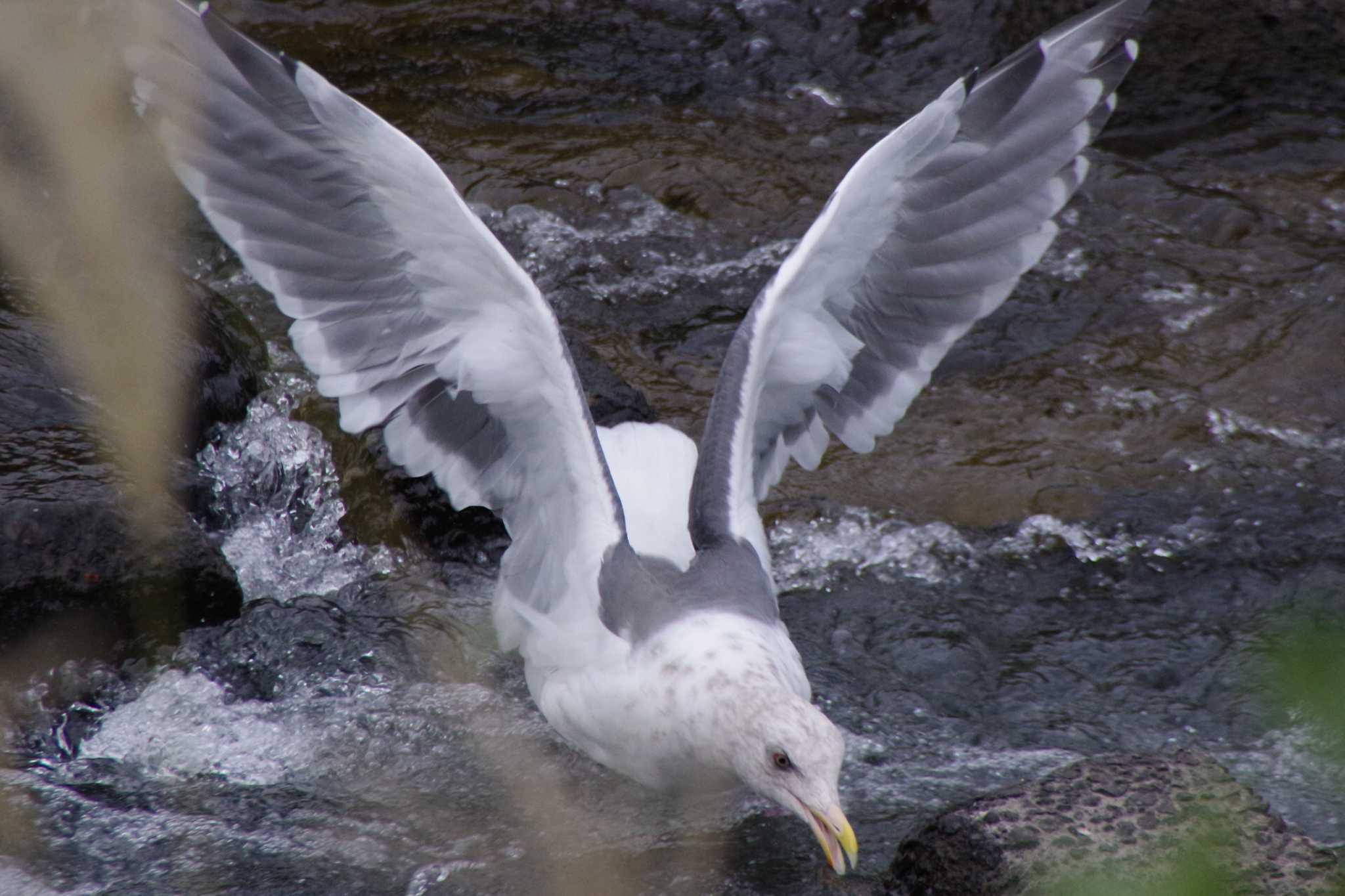 Photo of Slaty-backed Gull at 発寒川公園(札幌市西区) by 98_Ark (98ｱｰｸ)