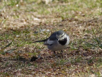 ハクセキレイ 秋ヶ瀬公園 2017年2月8日(水)