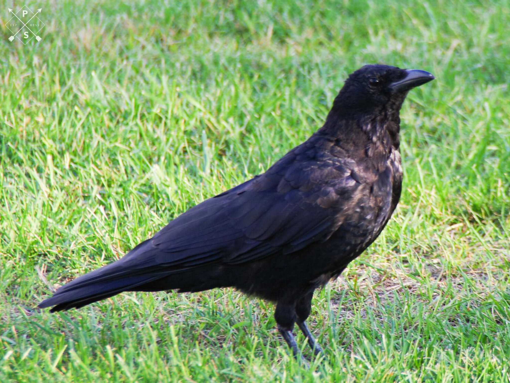 Carrion Crow