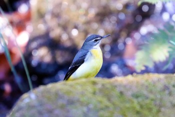 キセキレイ 薬師池公園 2021年2月6日(土)