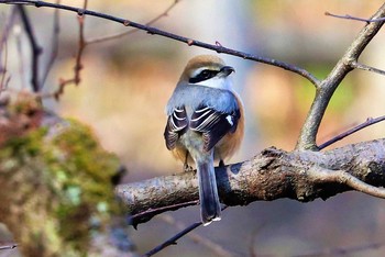 Bull-headed Shrike Machida Yakushiike Park Sat, 2/6/2021