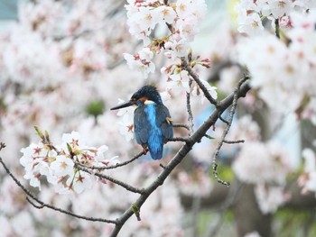 カワセミ 場所が不明 2021年3月25日(木)