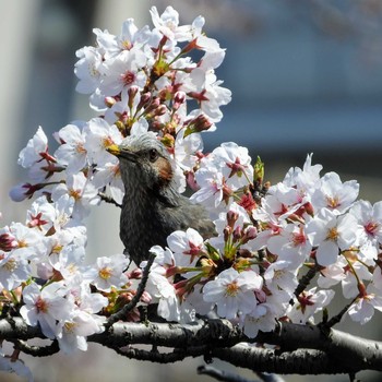 ヒヨドリ 場所が不明 2021年3月24日(水)