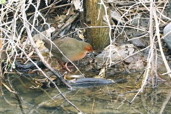 Ruddy-breasted Crake 岐阜県海津市 Sun, 3/6/2016