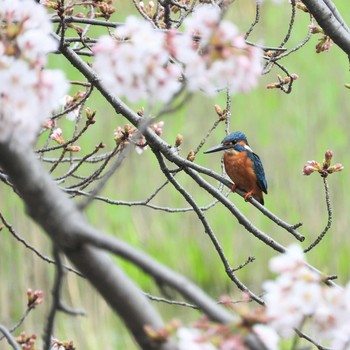 カワセミ 場所が不明 2021年3月24日(水)