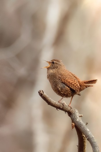 Eurasian Wren Karuizawa wild bird forest Sun, 3/22/2020