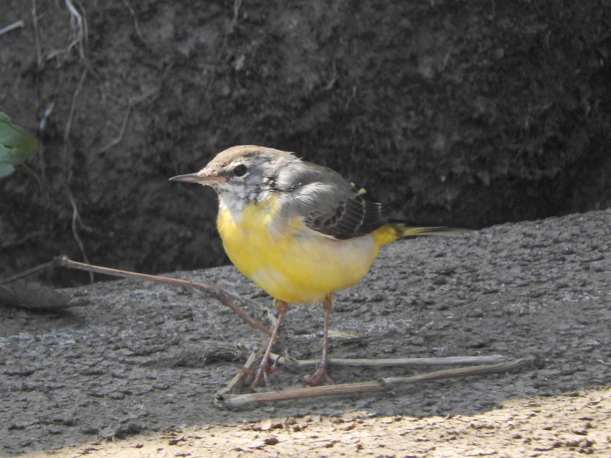 Grey Wagtail