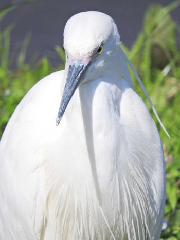 2021年3月26日(金) 落合川の野鳥観察記録