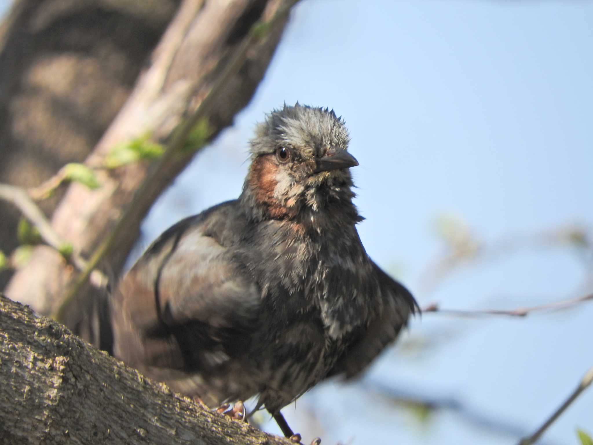 Photo of Brown-eared Bulbul at 落合川 by chiba