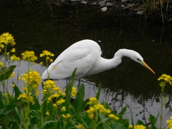 2021年3月25日(木) 野川の野鳥観察記録