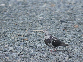 Thu, 3/25/2021 Birding report at Terugasaki Beach