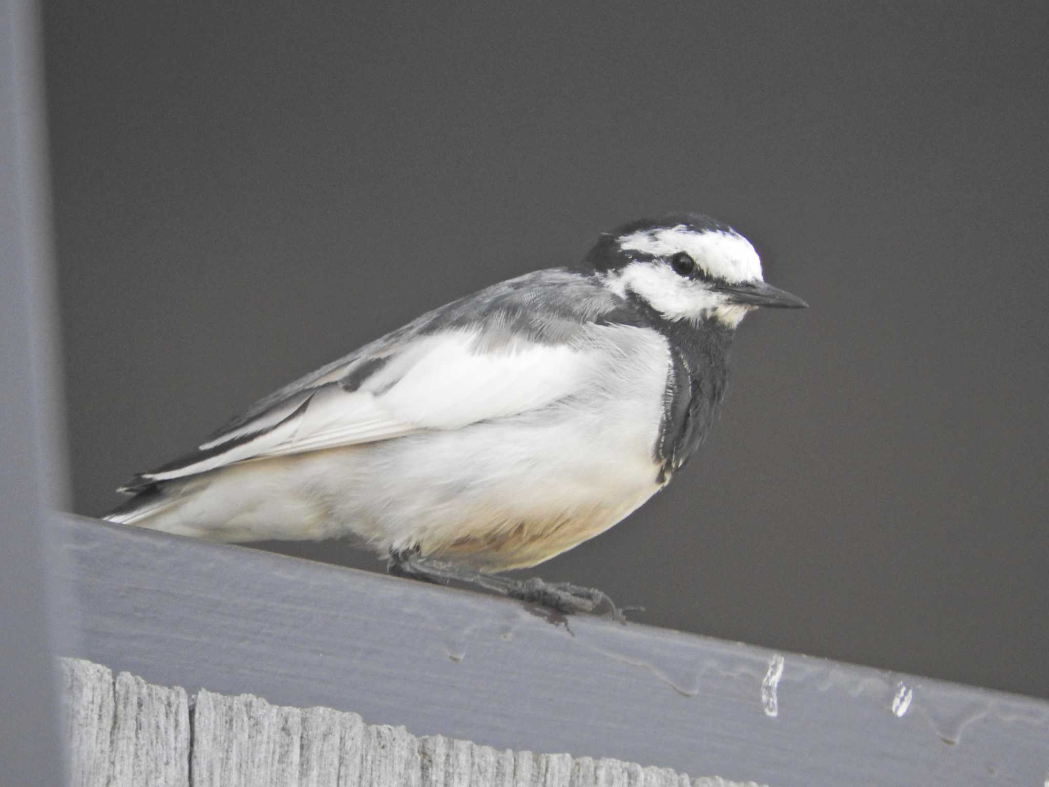 Photo of White Wagtail at 落合川 by chiba