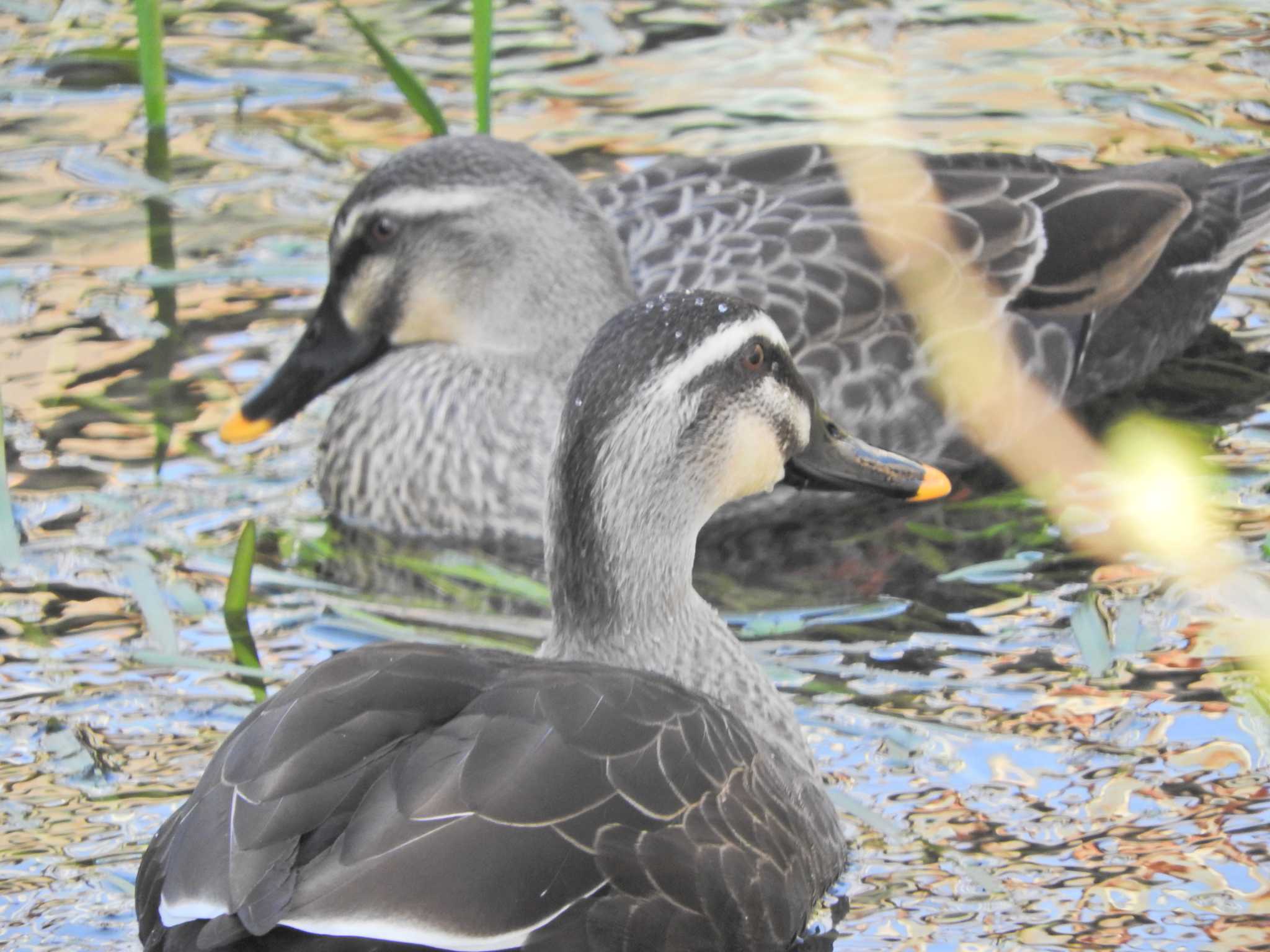 Photo of Eastern Spot-billed Duck at 落合川 by chiba