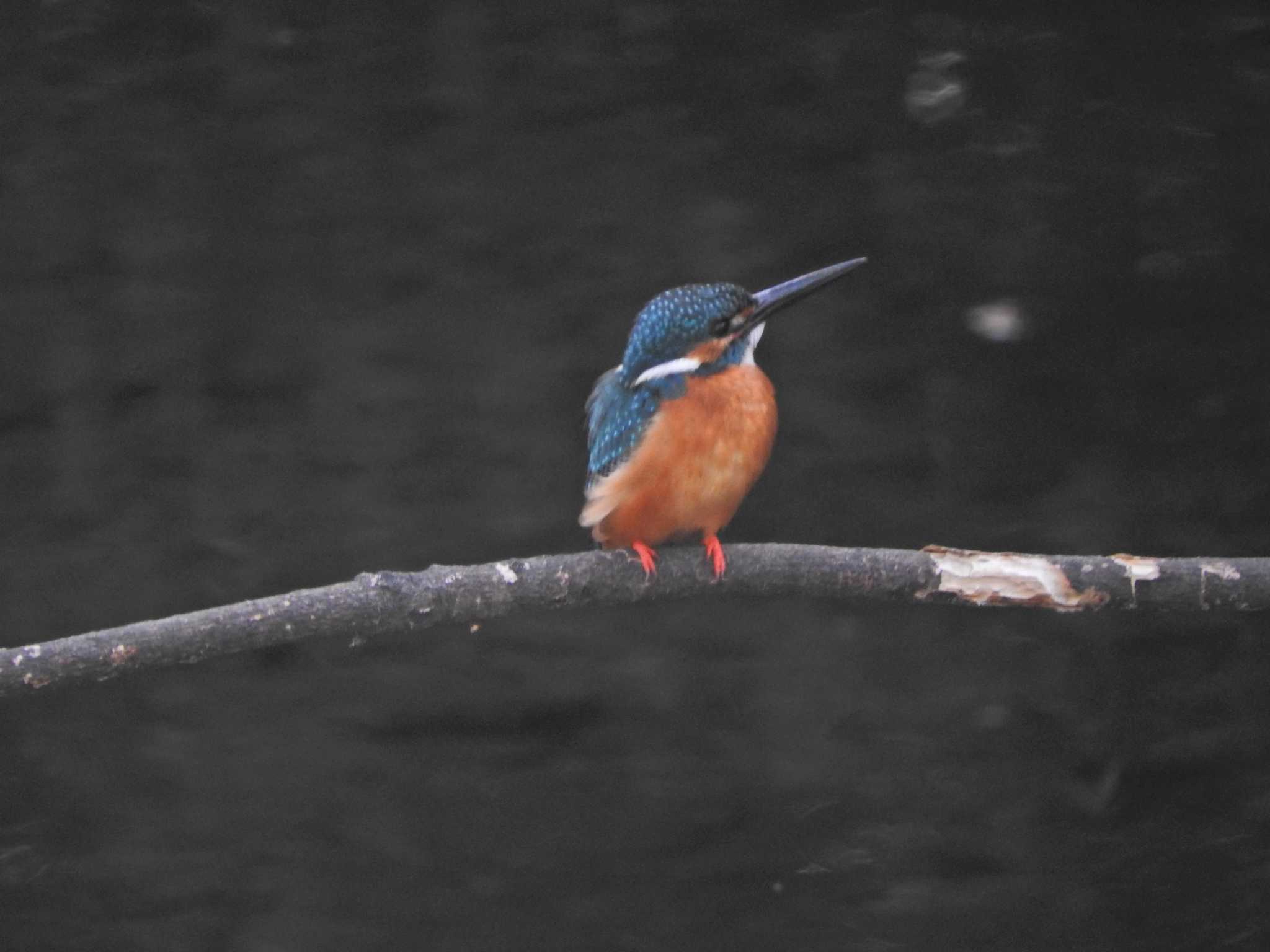 Common Kingfisher