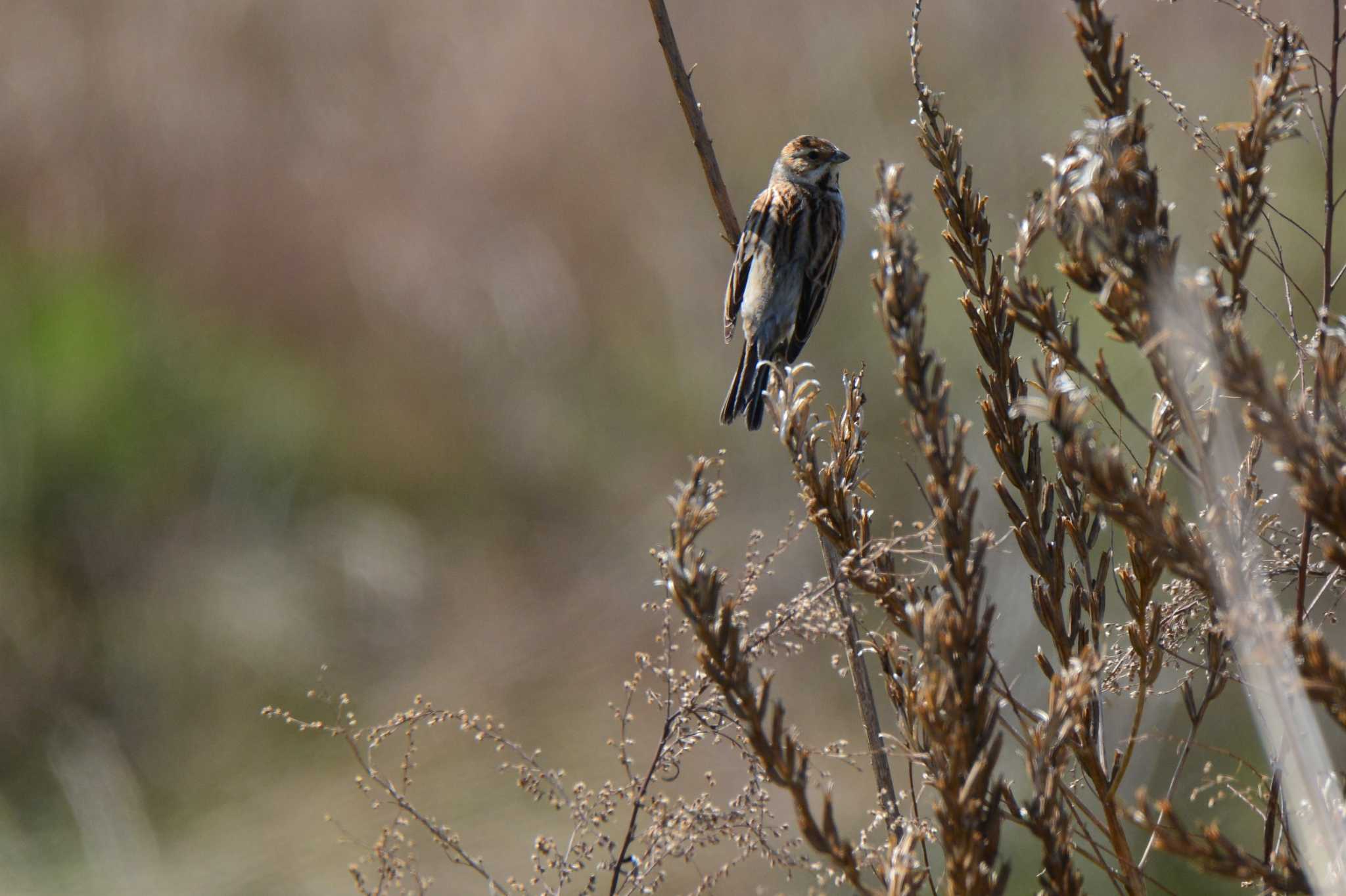 Common Reed Bunting