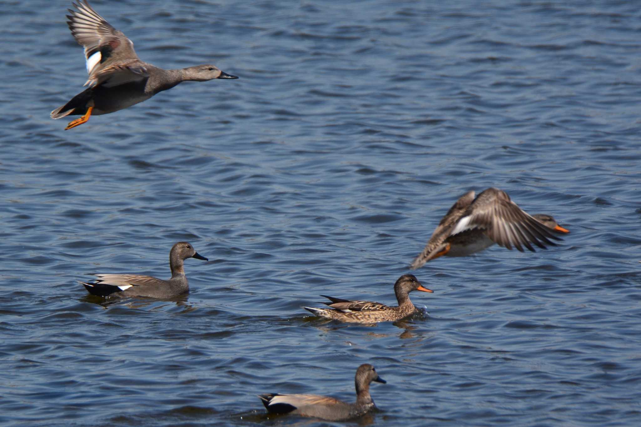 Gadwall