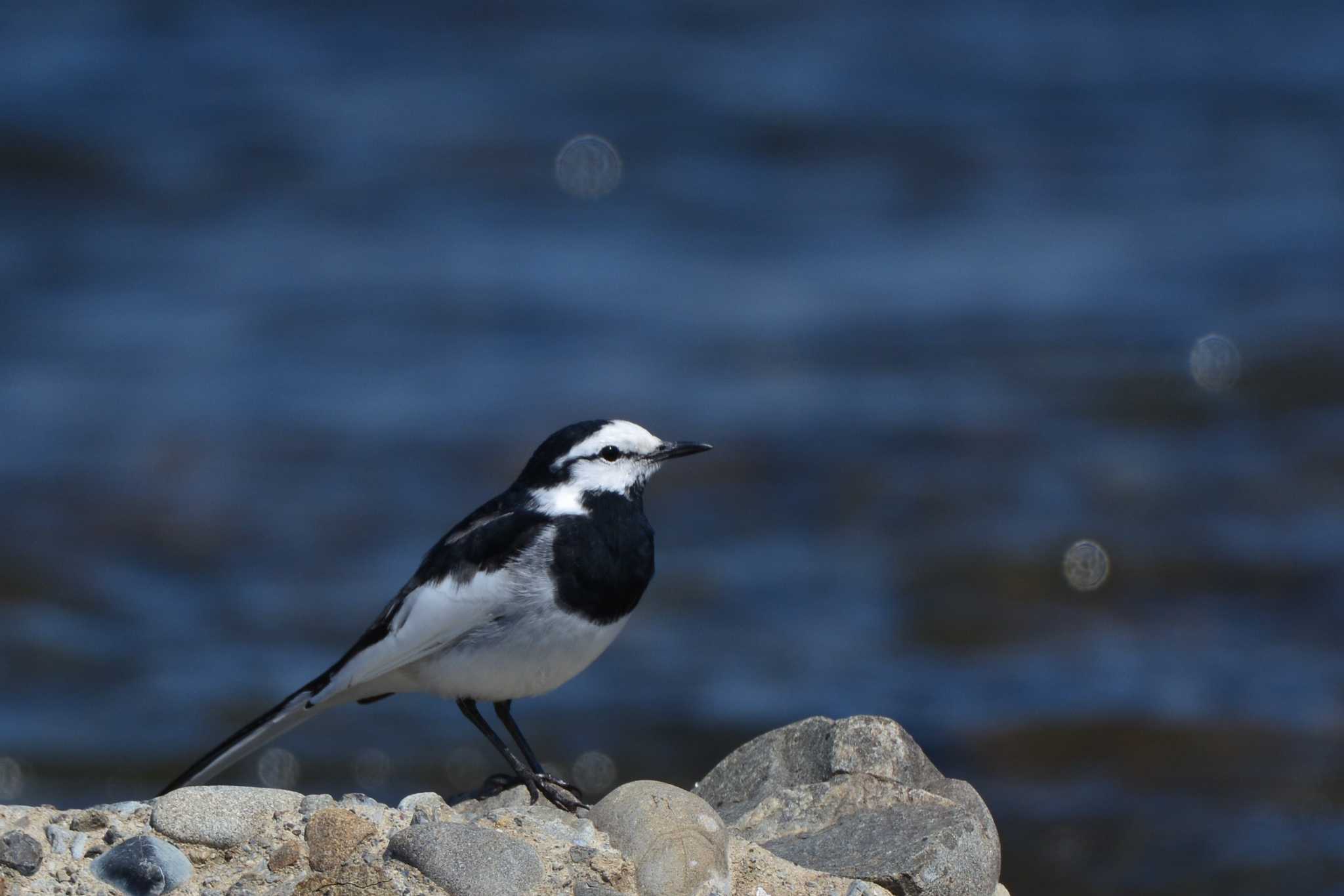 White Wagtail