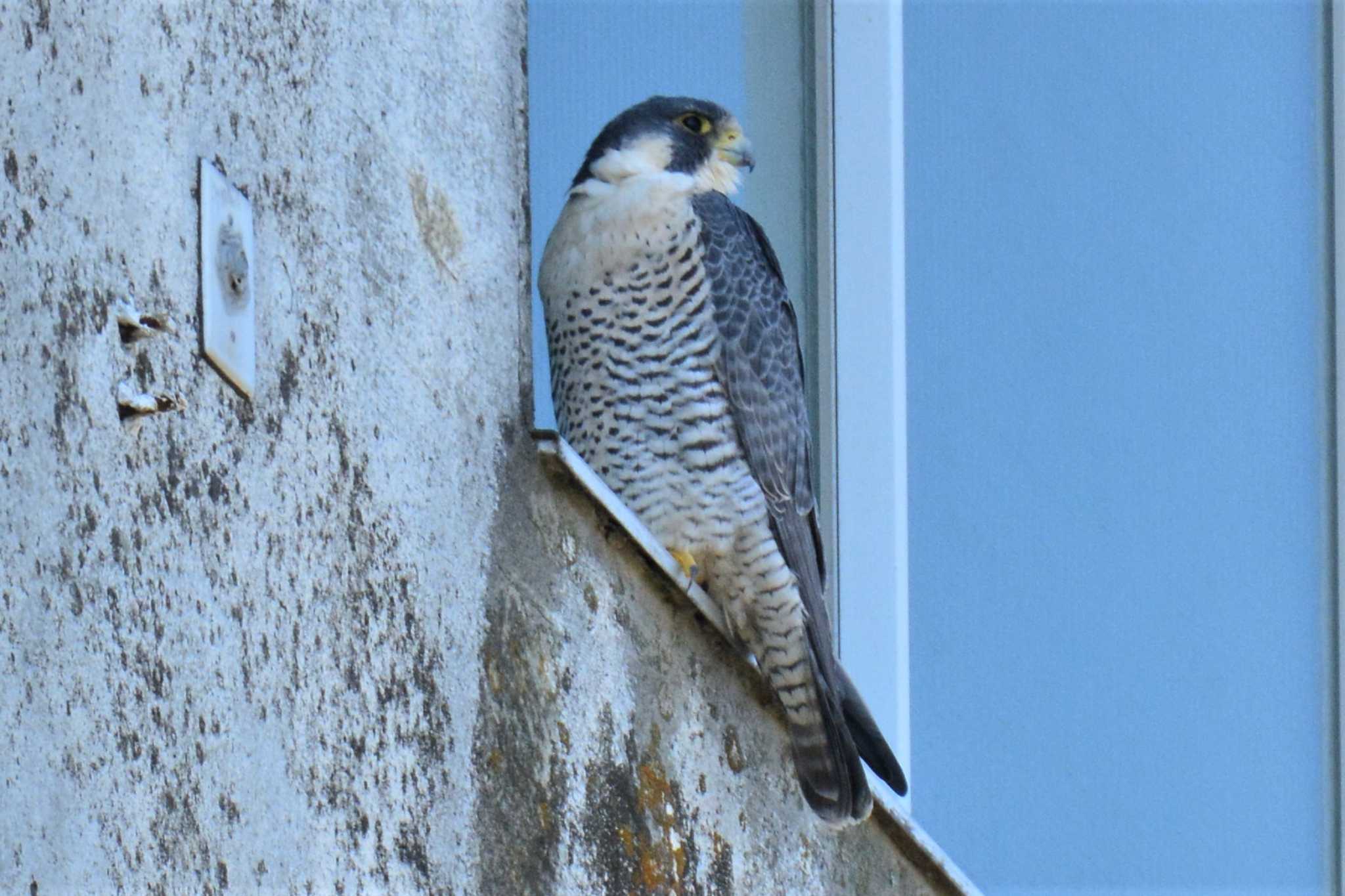 Peregrine Falcon