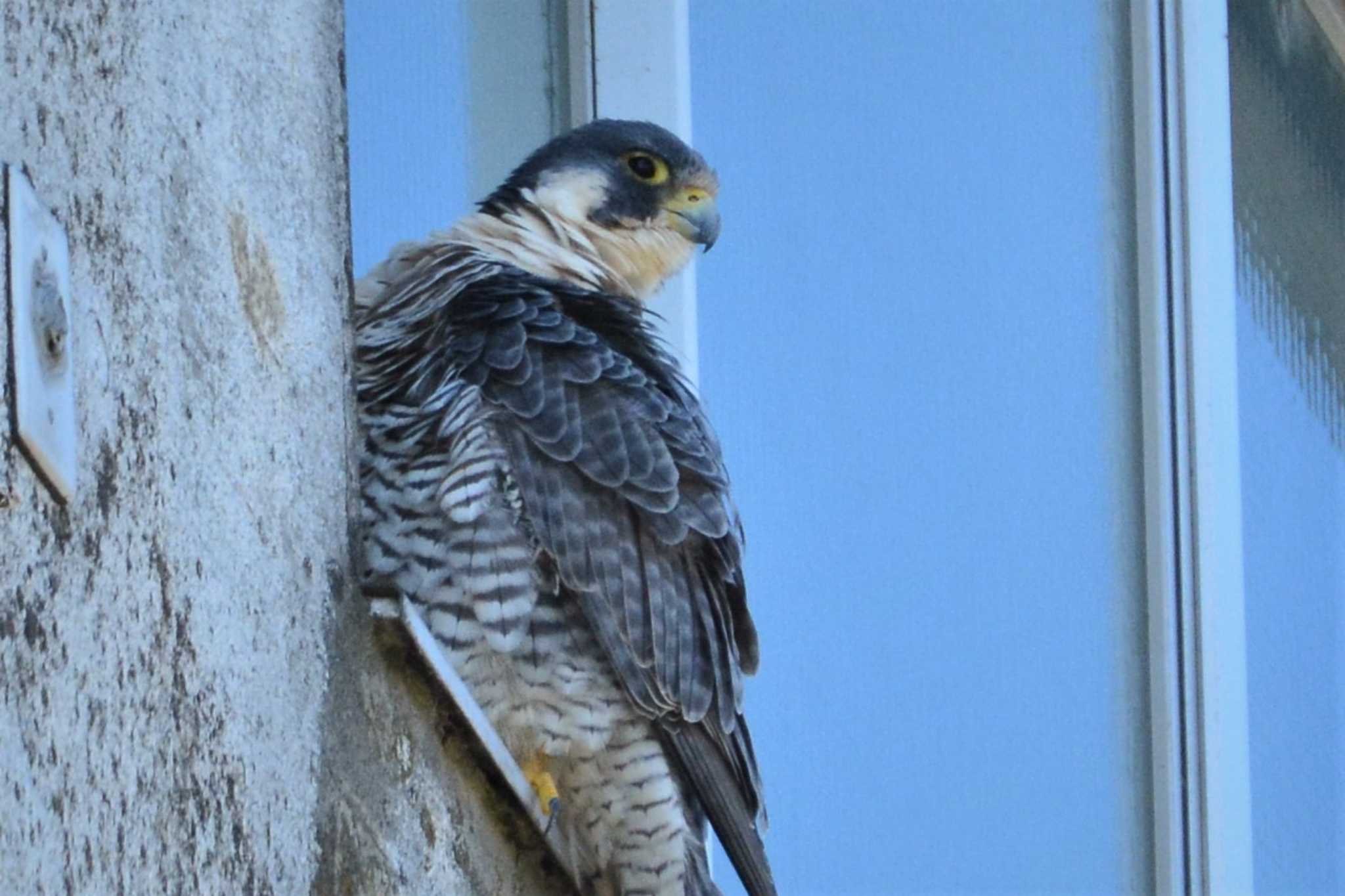 Peregrine Falcon