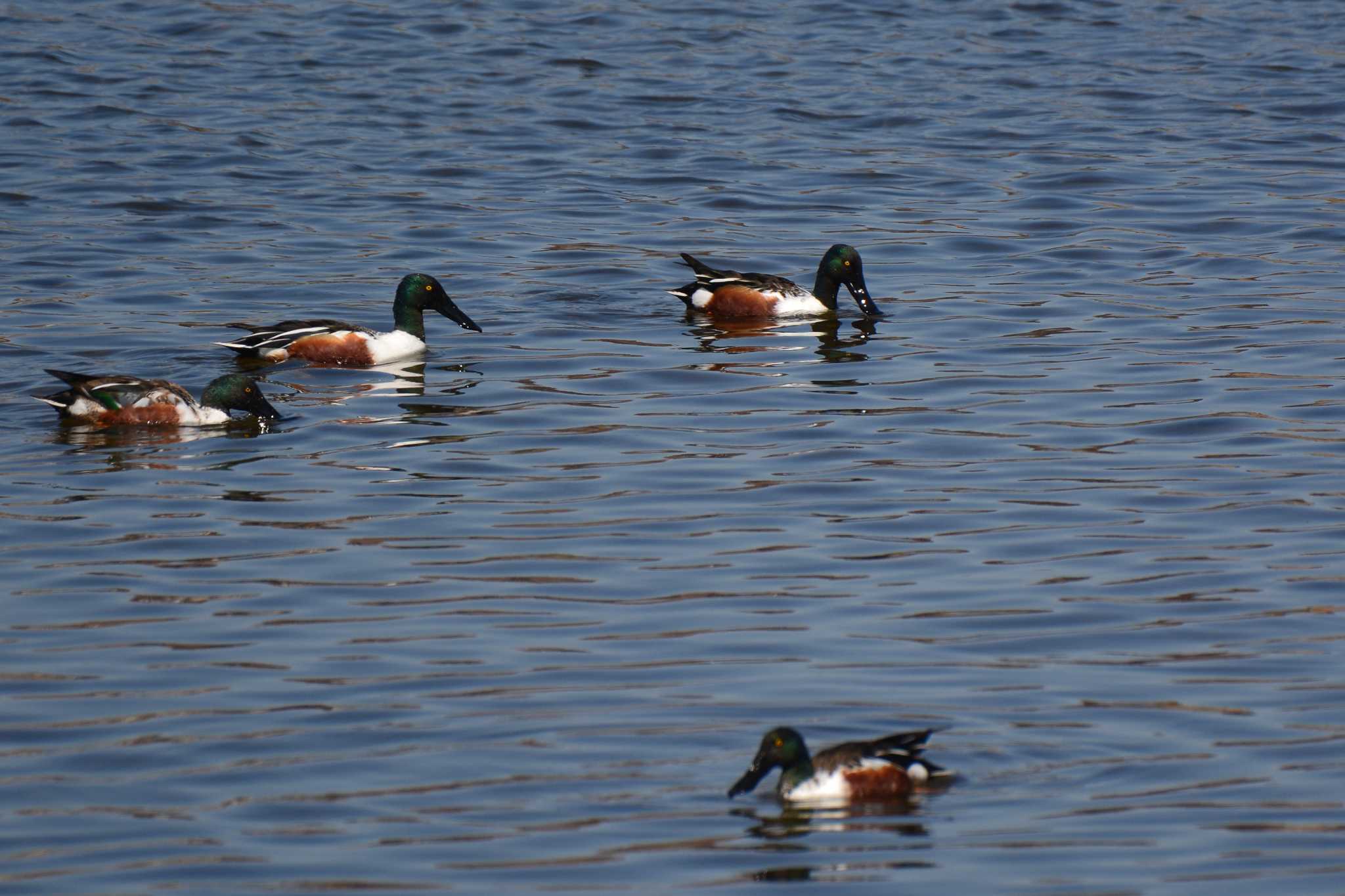 Northern Shoveler