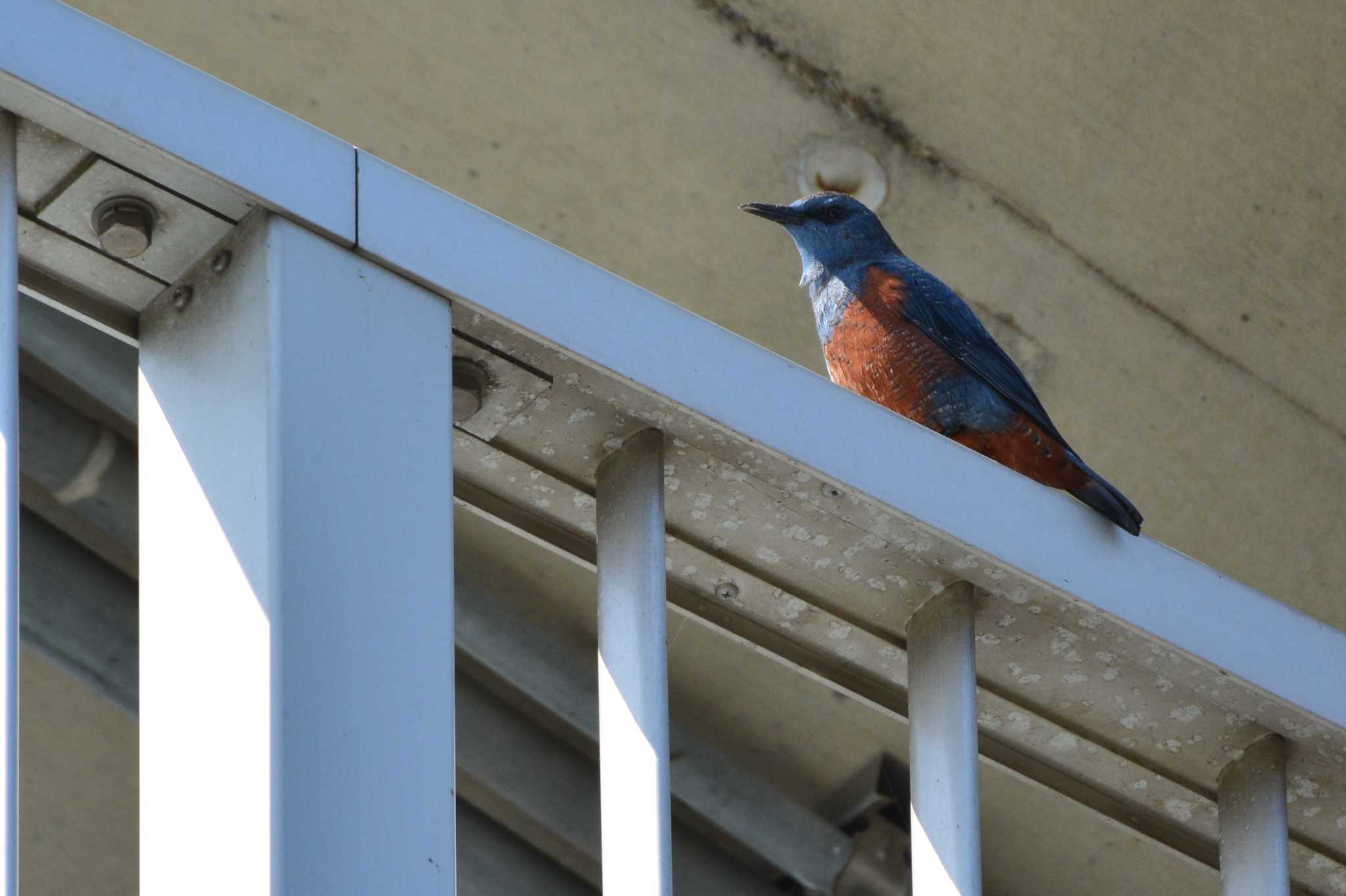 Photo of Blue Rock Thrush at 多摩川二ヶ領上河原堰 by geto