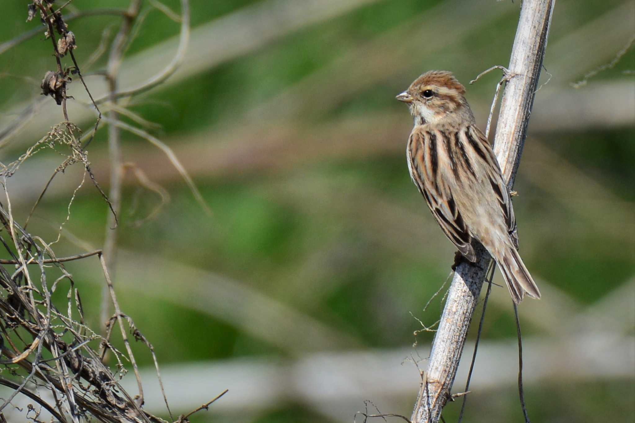 Common Reed Bunting