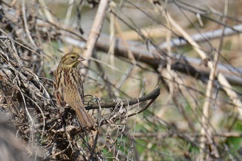 2021年3月24日(水) 多摩川二ヶ領上河原堰の野鳥観察記録