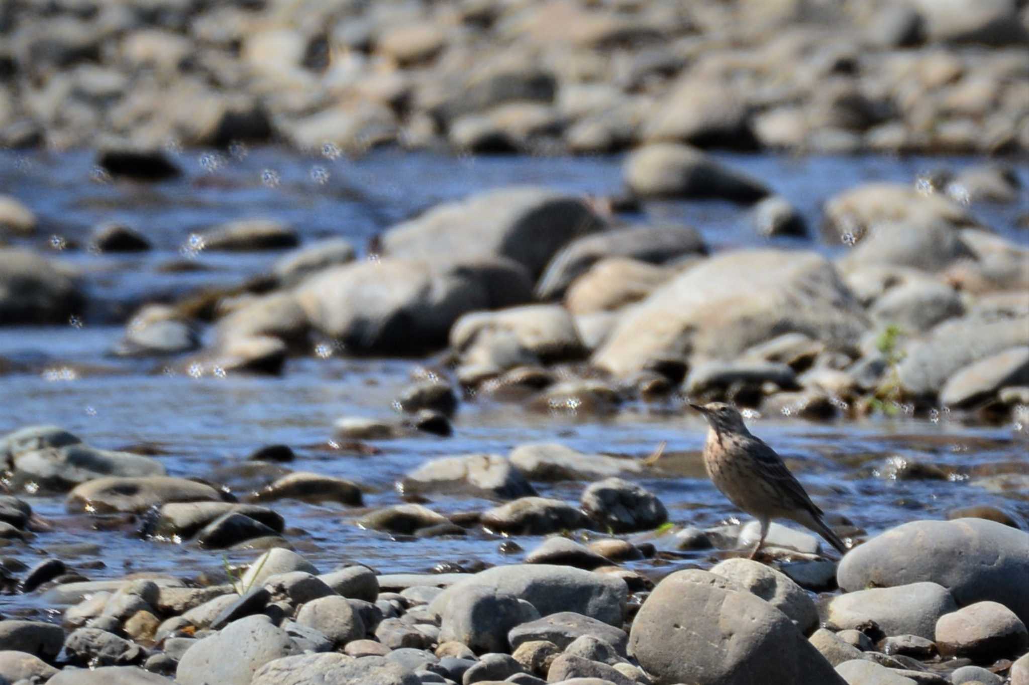 Water Pipit