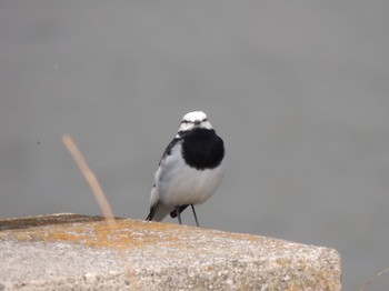 2021年3月26日(金) 多摩川二ヶ領宿河原堰の野鳥観察記録