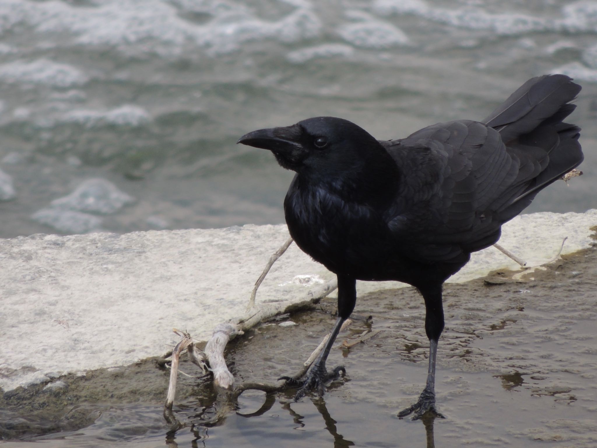 多摩川二ヶ領宿河原堰 ハシブトガラスの写真 by 823