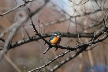 カワセミ 上野公園不忍池 2018年1月27日(土)