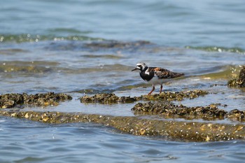 Ruddy Turnstone 兵庫県明石市 Sun, 8/16/2020