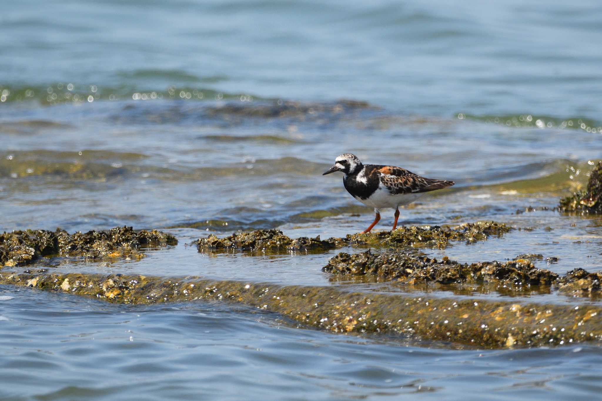 Ruddy Turnstone