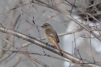 Daurian Redstart 近所の公園 Sun, 3/7/2021