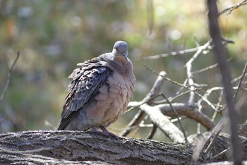 キジバト 佐竹公園 2021年3月11日(木)