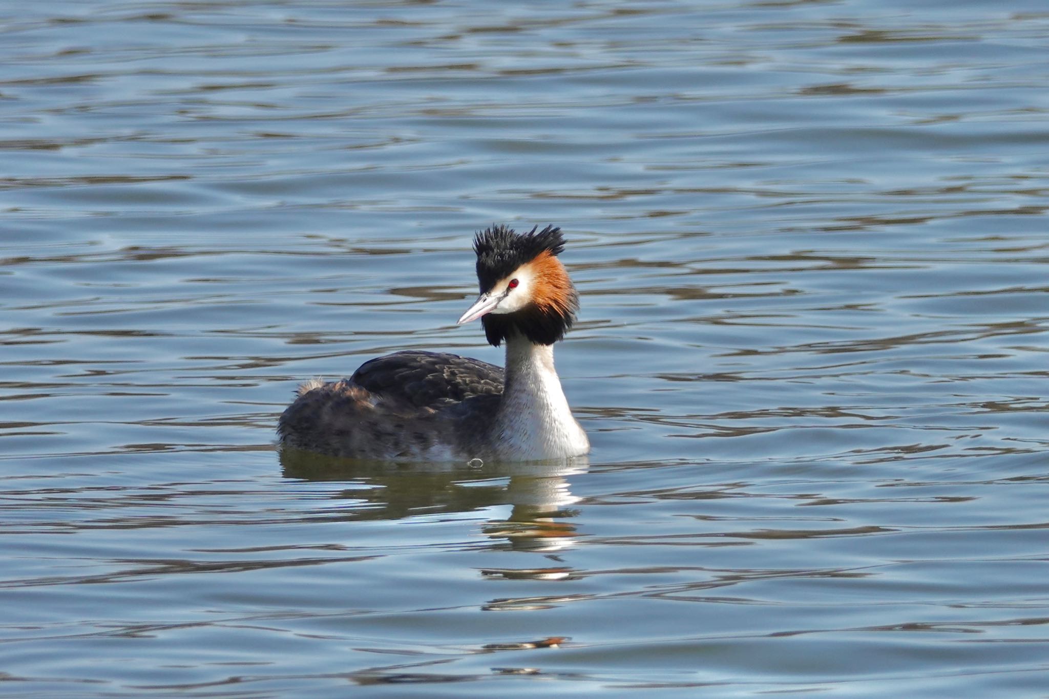 Photo of Great Crested Grebe at Mizumoto Park by のどか