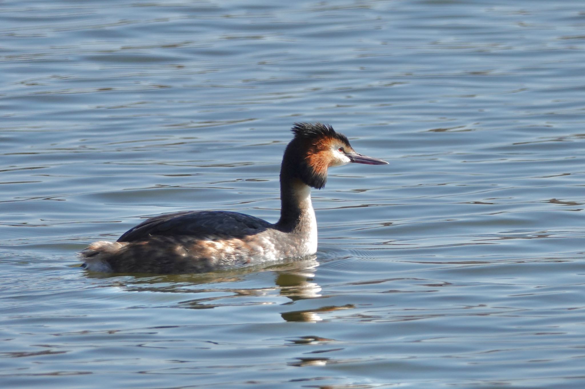 Great Crested Grebe