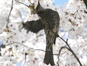 ヒヨドリ 木場公園(江東区) 2021年3月26日(金)