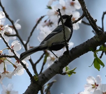 シジュウカラ 三渓園 2021年3月26日(金)